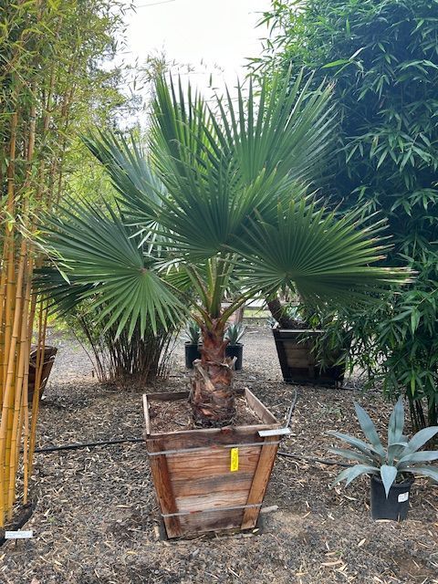 A palm tree in a wooden pot is sitting in the dirt.