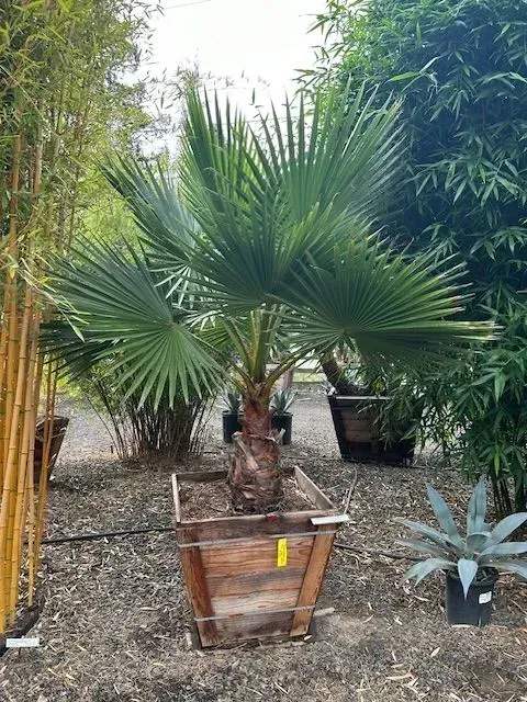 A palm tree in a wooden pot is sitting in the dirt.