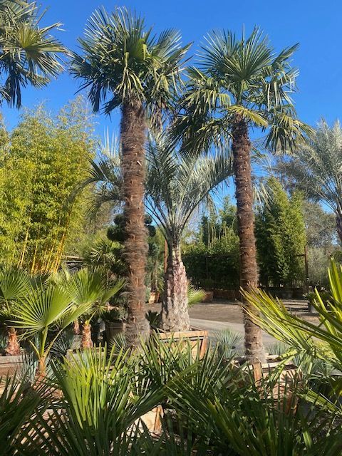 Windmill Palm