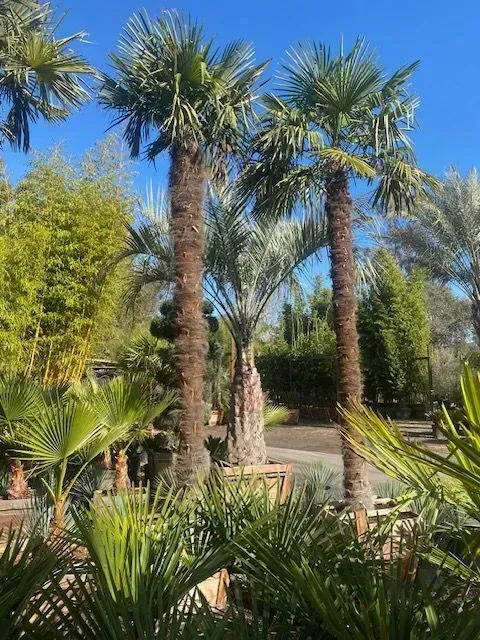 A group of palm trees standing next to each other in a garden.
