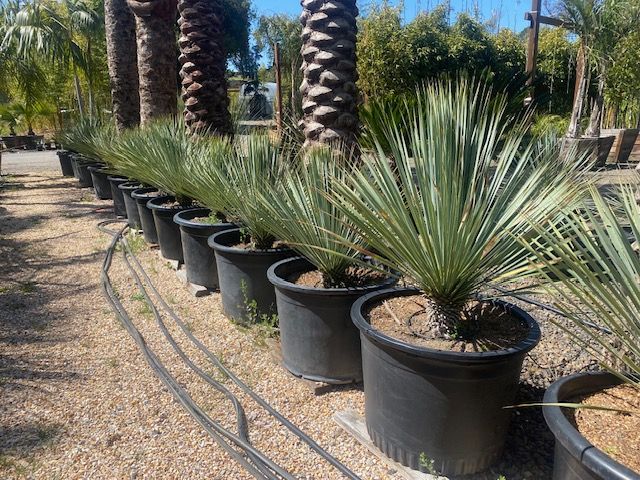 A row of potted plants in a garden with palm trees in the background.