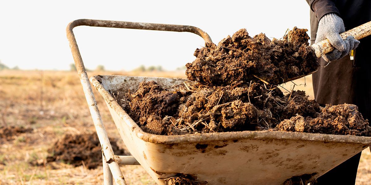 A person is loading dirt into a wheelbarrow.