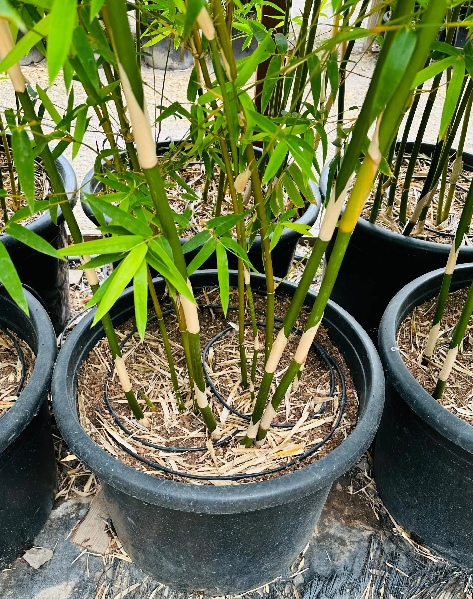 Potted bamboo plants with green leaves in black nursery containers outdoors
