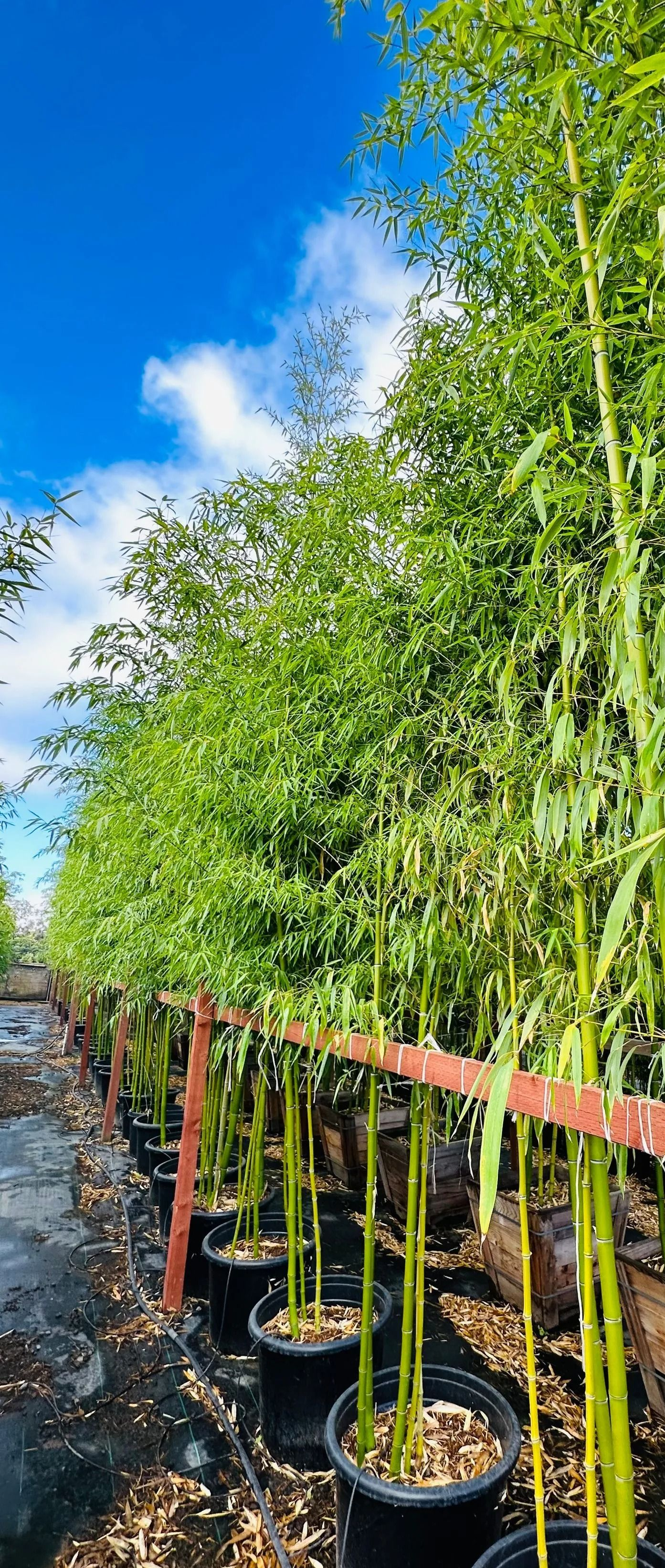 Rows of potted bamboo plants beside a canal under a bright blue sky