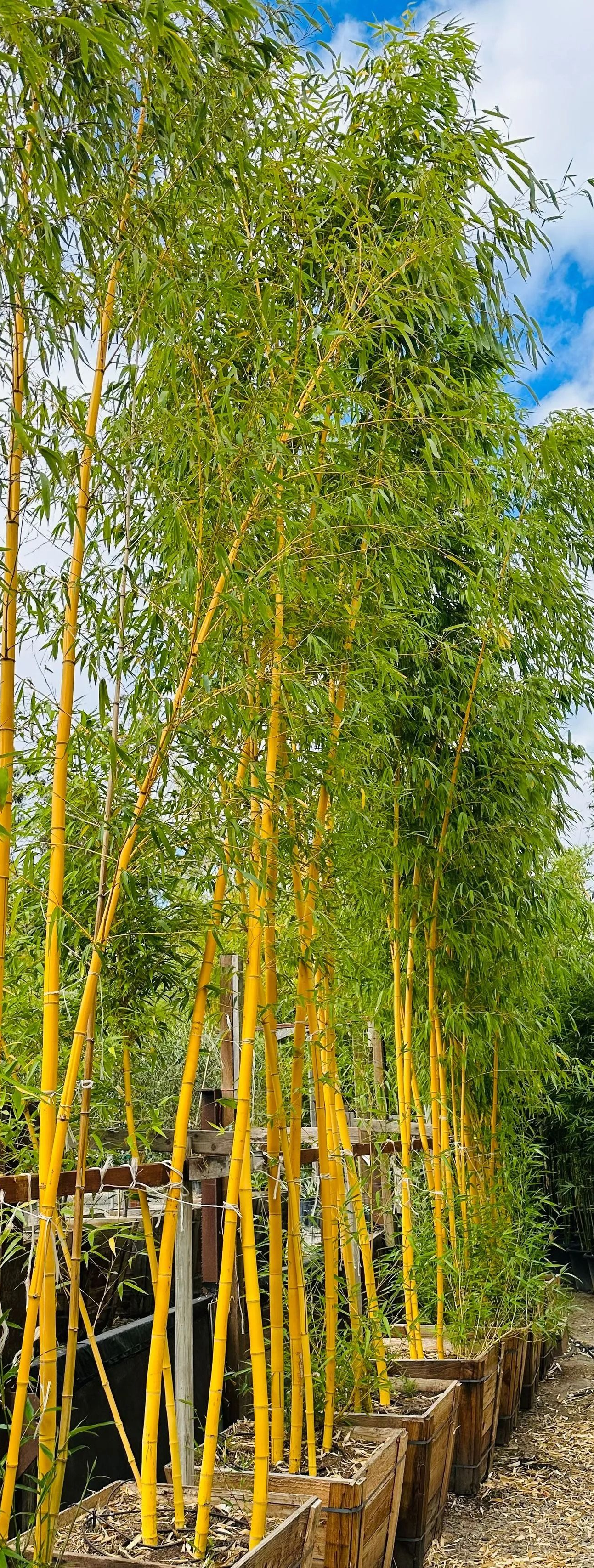 Rows of tall yellow-green bamboo trees lining a narrow path in a lush forest.