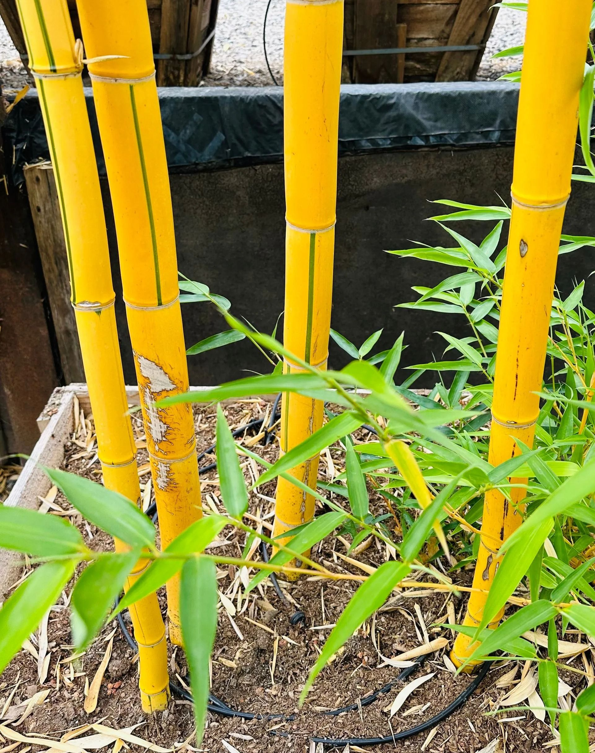 Yellow bamboo stalks with green leaves growing in a planted bed
