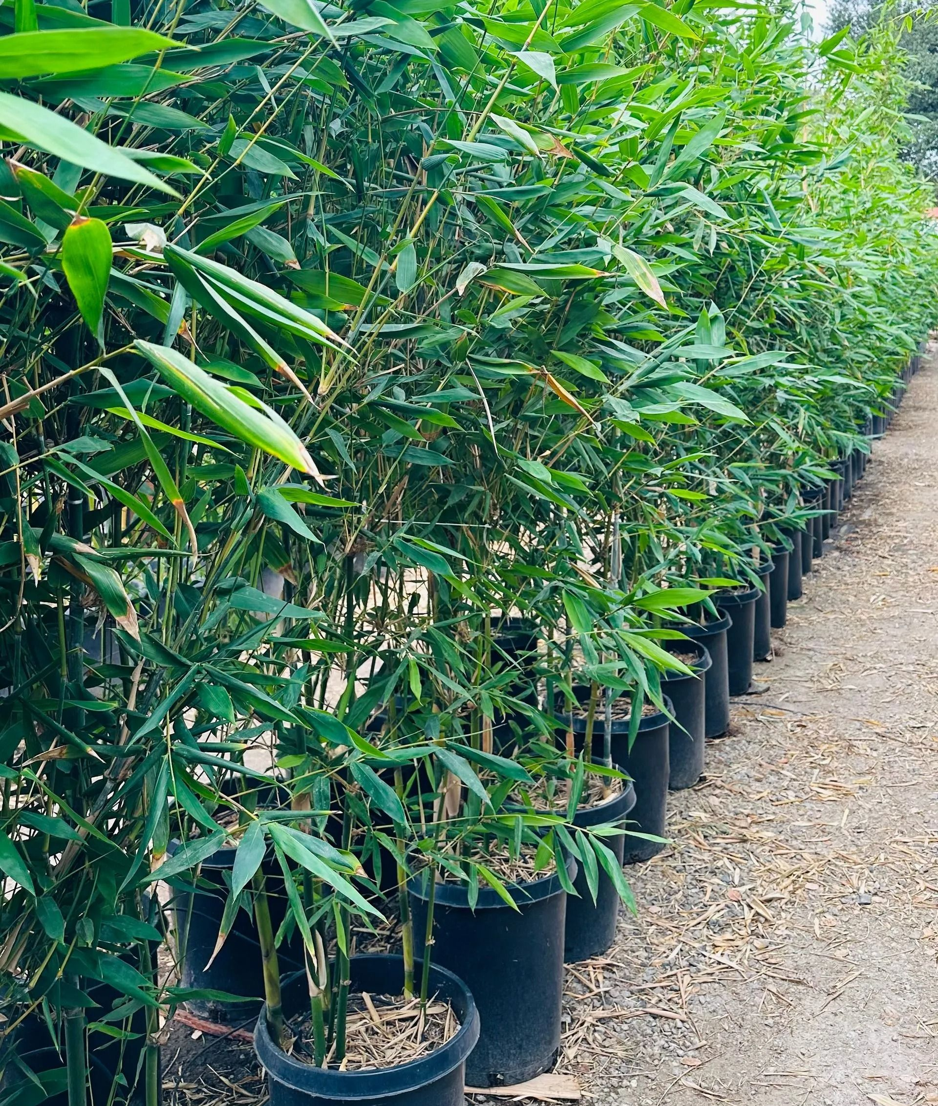 Rows of potted bamboo plants lining a gravel path in a nursery