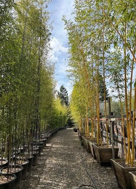Gravel path lined with tall potted bamboo and trees, leading into a sunlit nursery garden