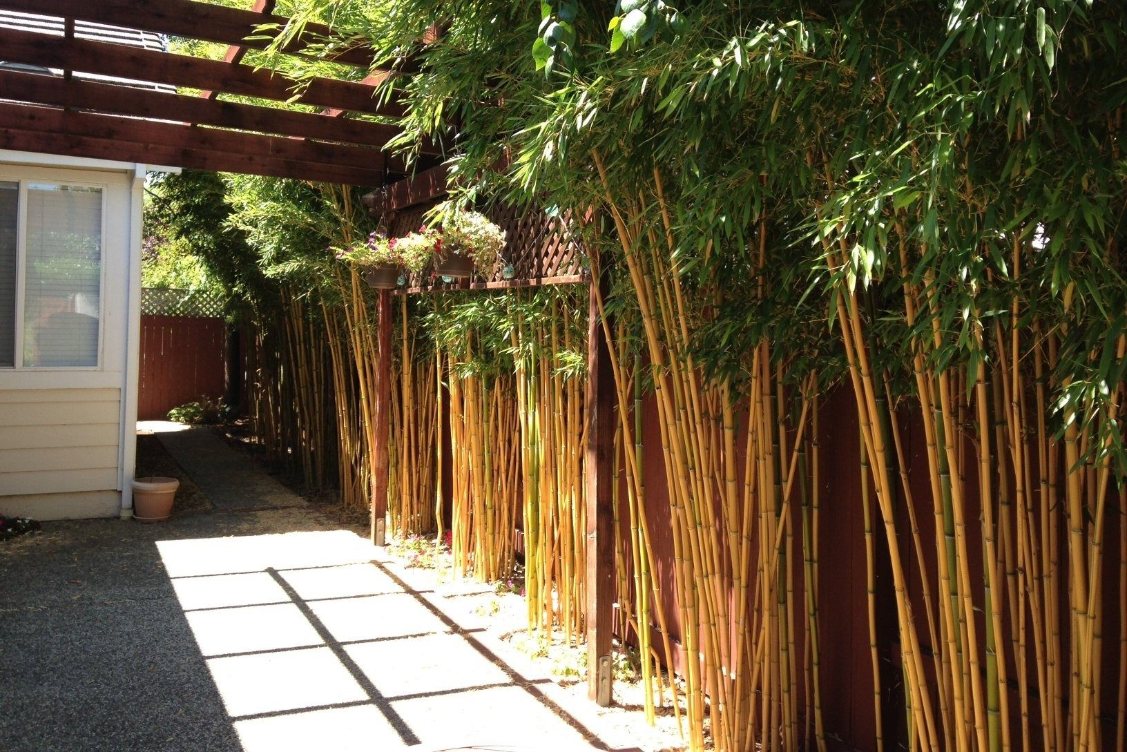 Sunlit patio beside a house, with tall bamboo lining the fence and a shaded walkway.