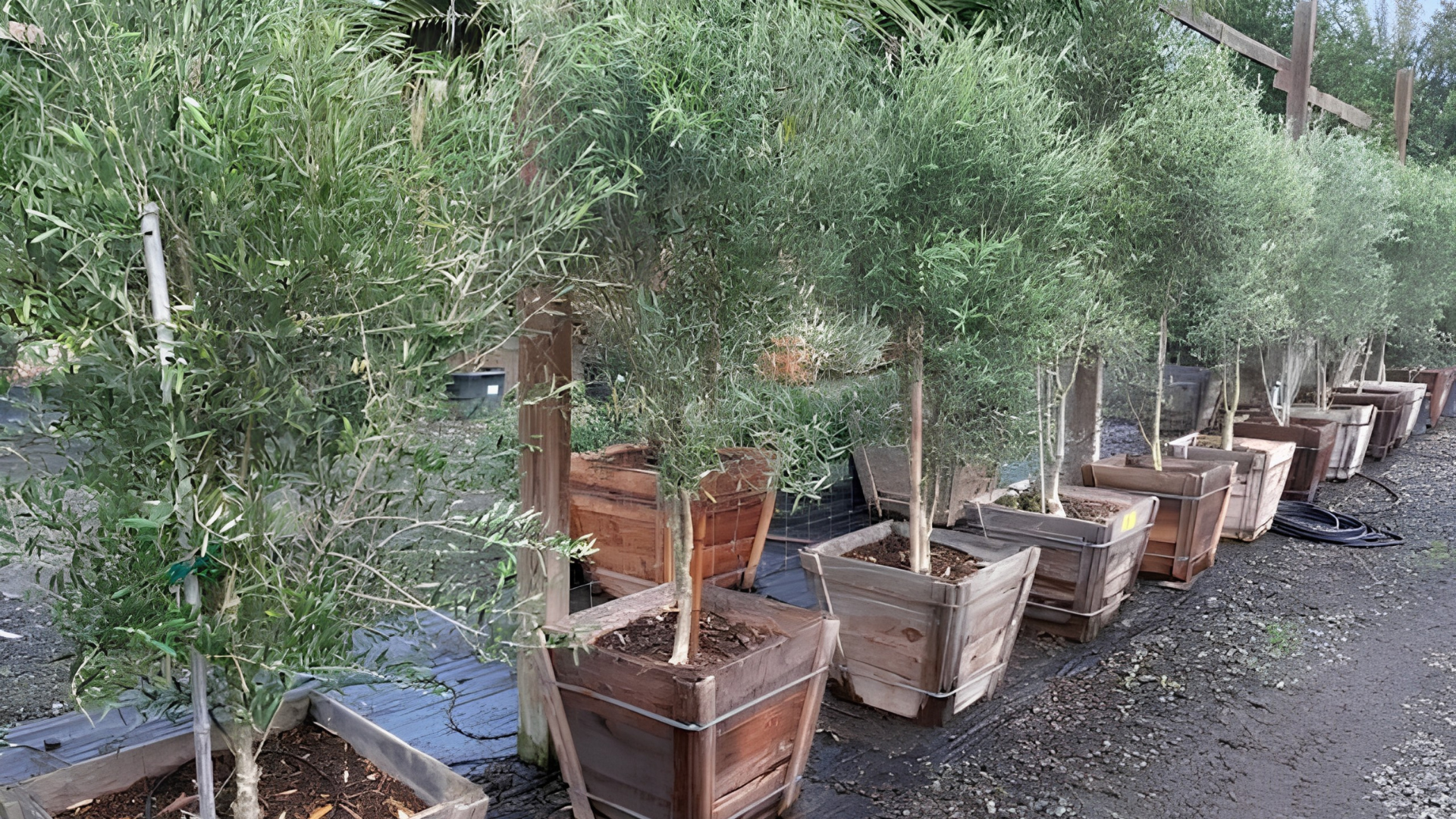 Row of potted Majestic Beauty olive trees in a nursery, with large square planters on gravel.
