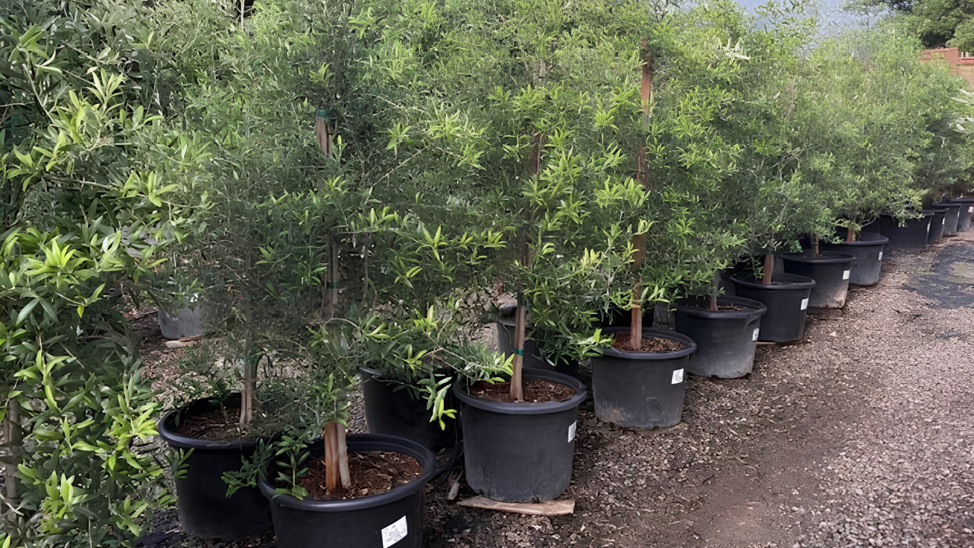 Rows of potted green Manzanillo olive tree in a nursery beside a dirt path