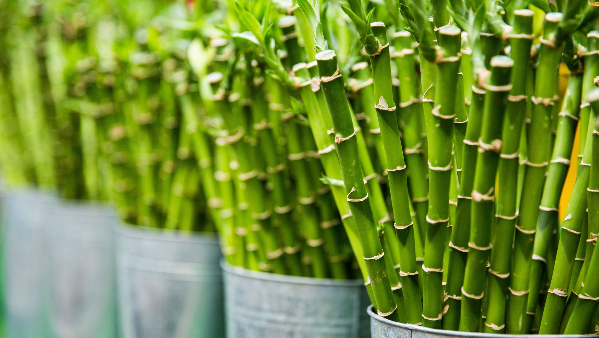 Bundles of green bamboo stalks standing upright in gray containers