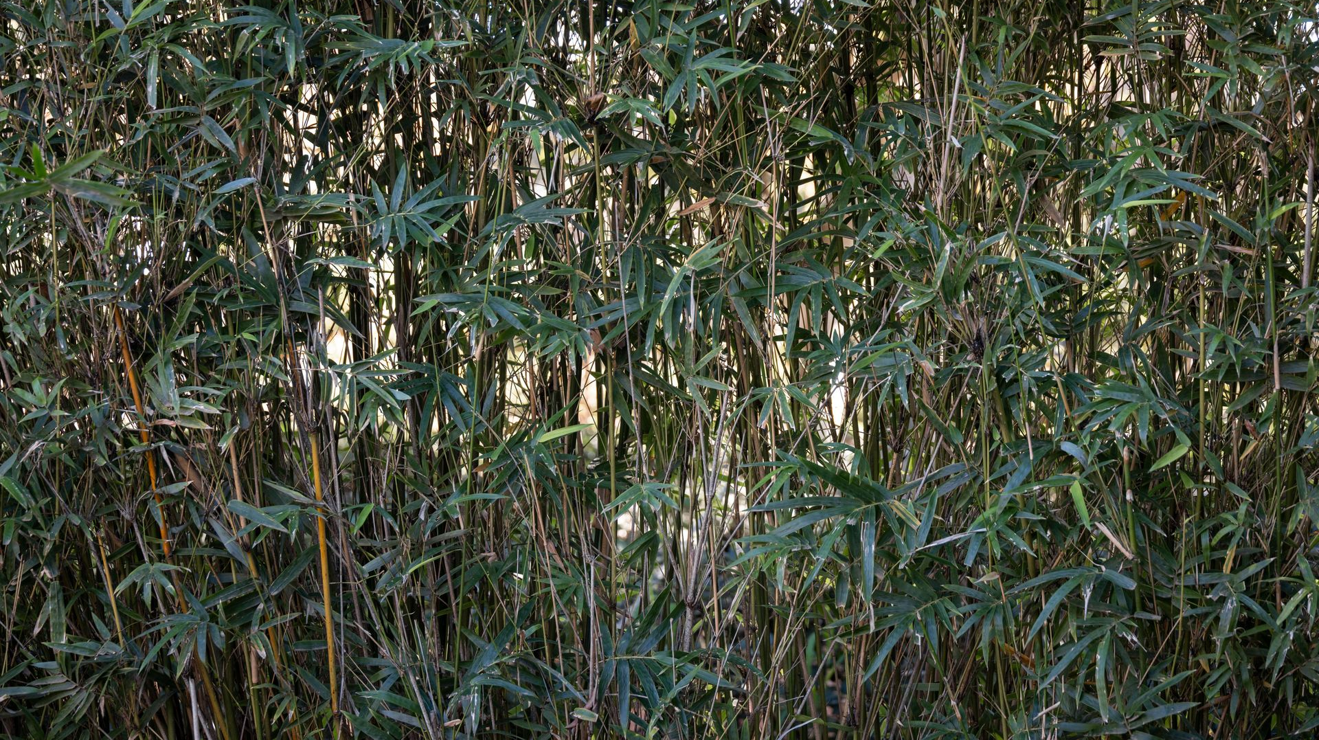 Dense bamboo grove with thin green stalks and leaves filling the frame
