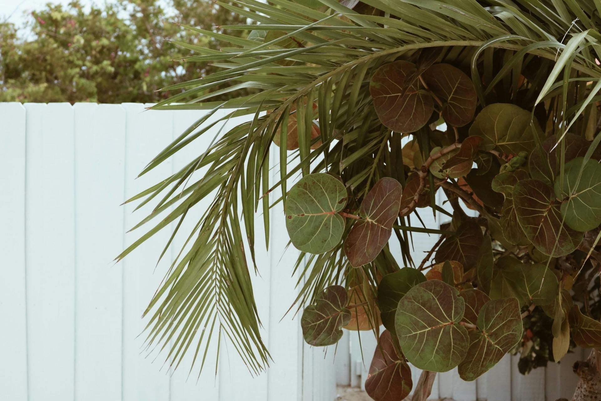 bamboo stalks