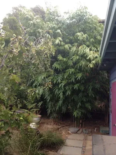 Dendrocalamus