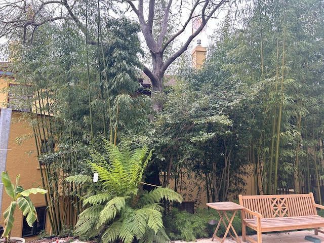 A wooden bench is surrounded by trees and ferns in a garden.