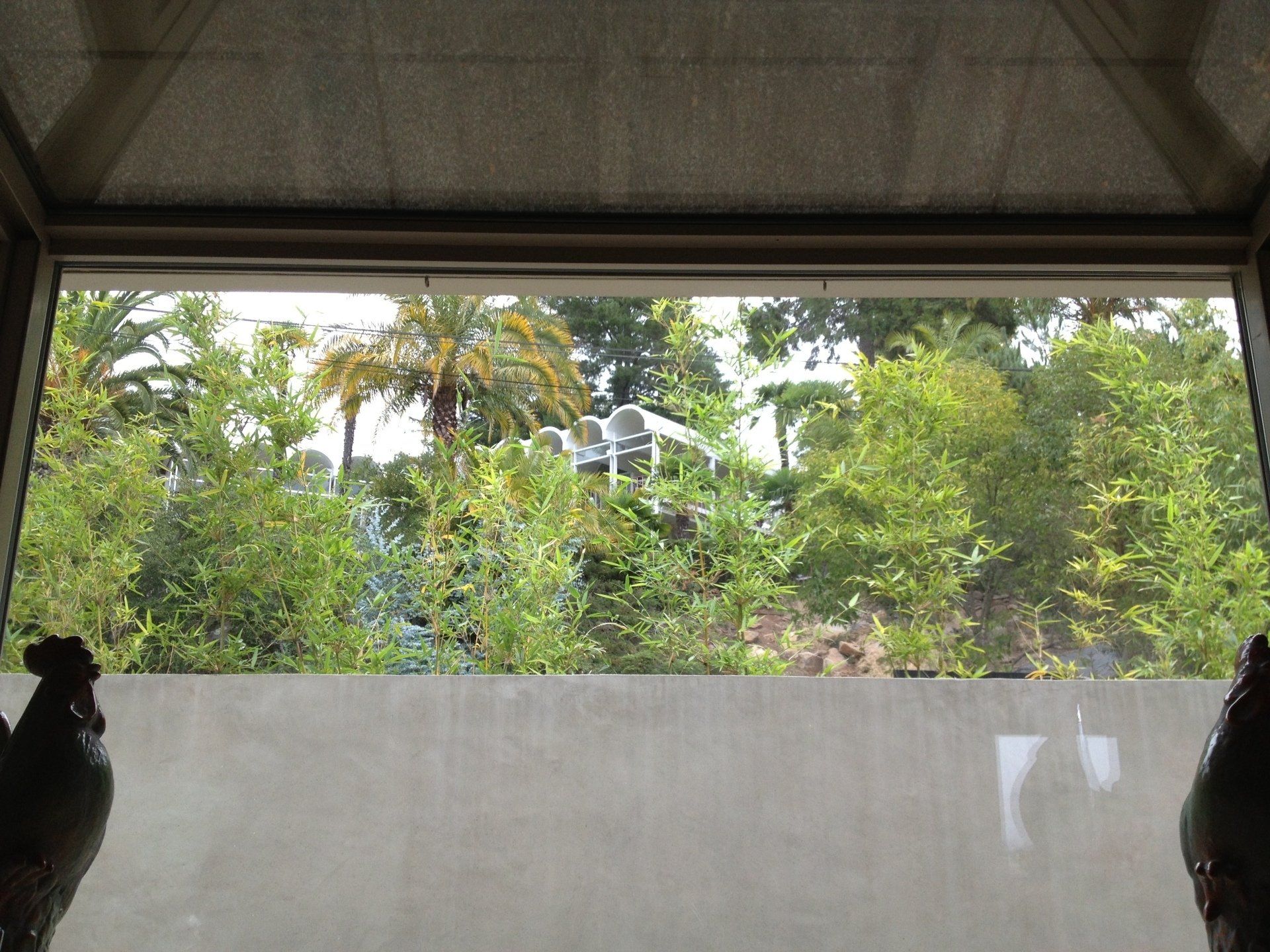 Gracilis Bamboo