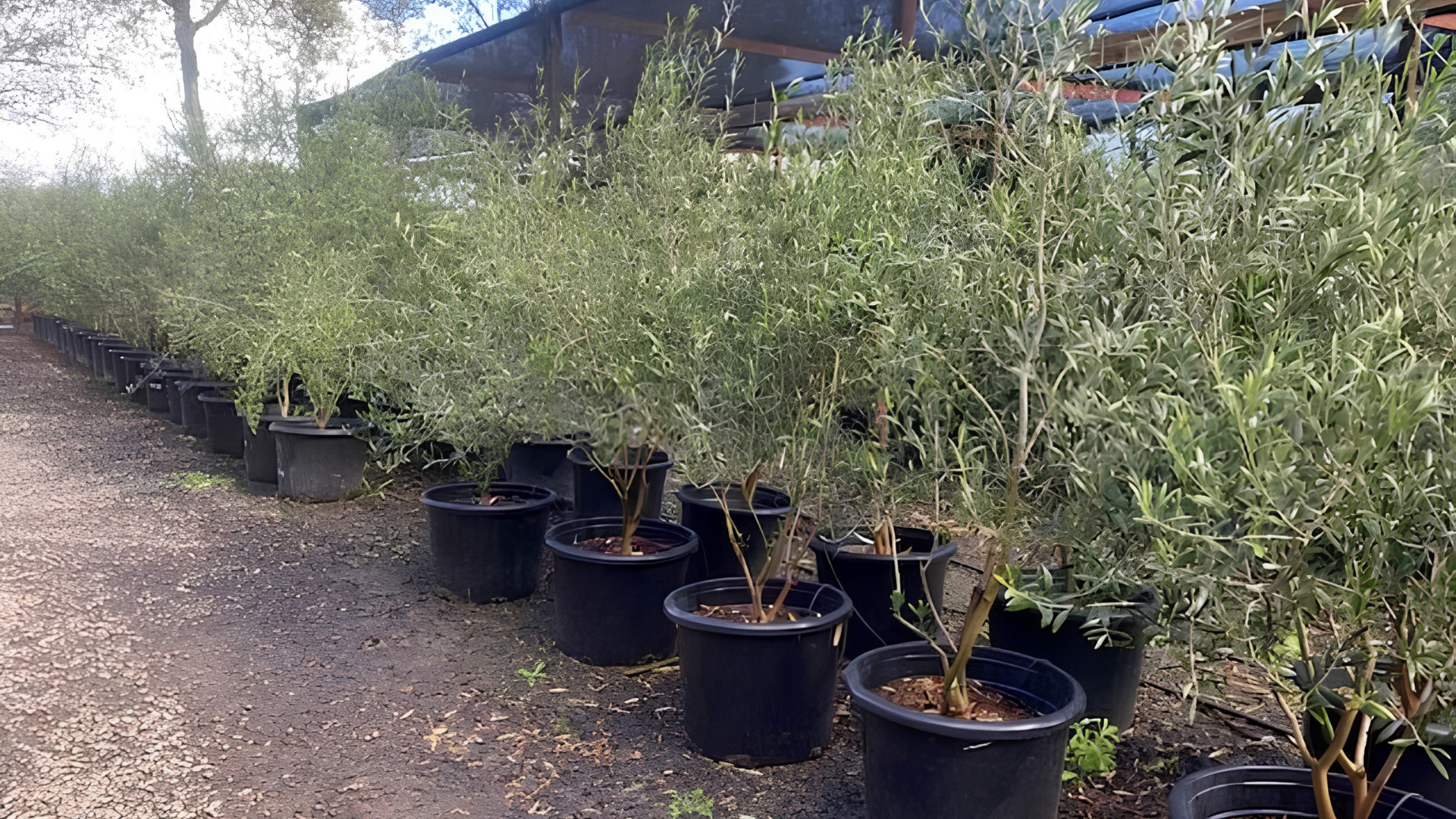 Rows of potted Wilsonii olive trees in a nursery beside a gravel path and greenhouse.