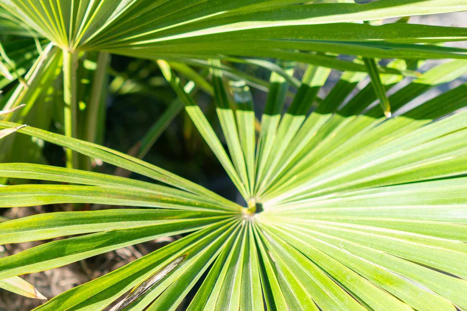 A close up of a palm tree leaf on a sunny day.