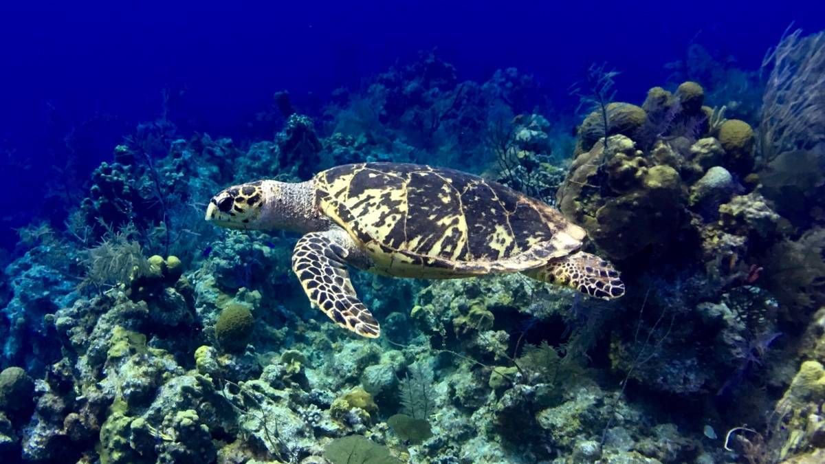 Een zeeschildpad zwemt in de oceaan vlakbij een koraalrif.