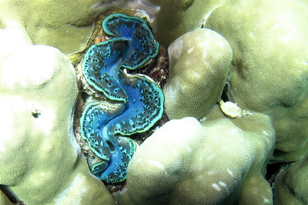 Een blauw en groen tweekleppig schelpdier zit bovenop een koraalrif.