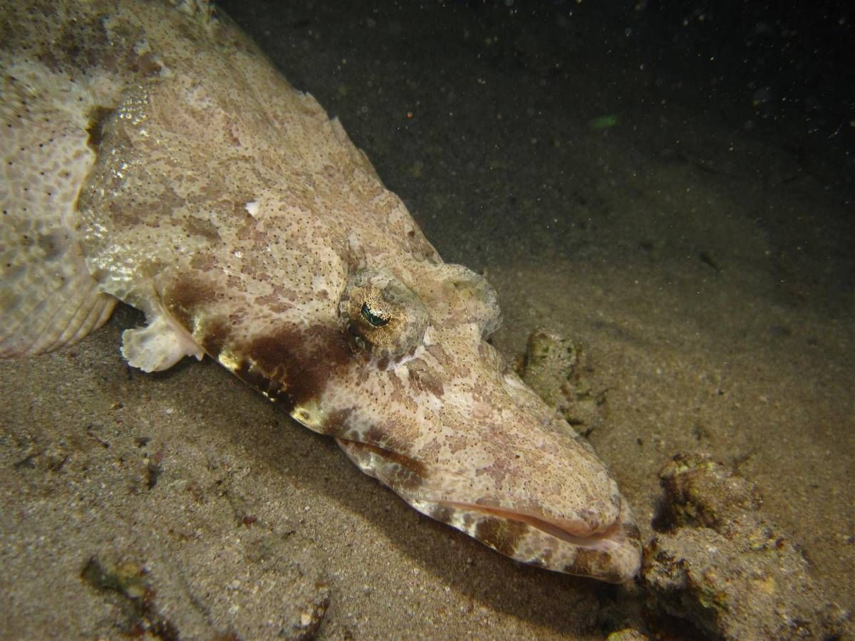 Een close-up van een vis die in het water zwemt.