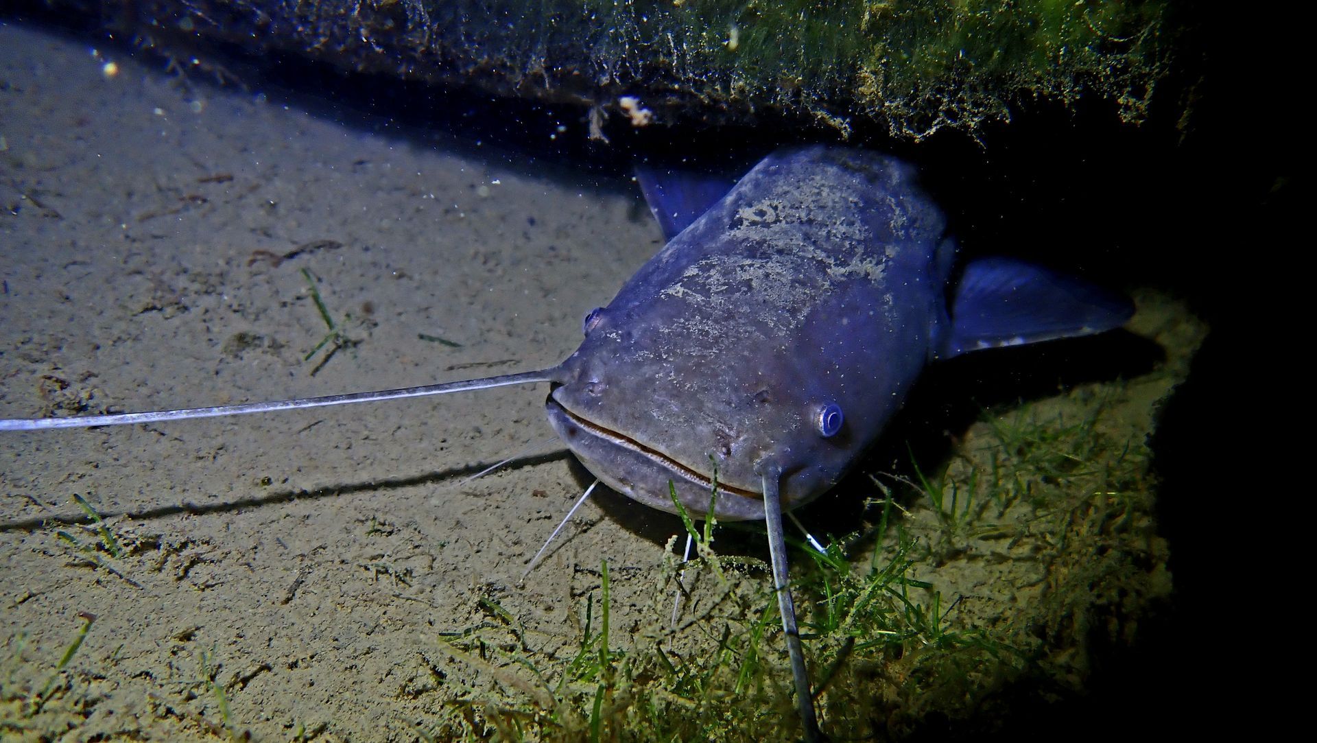 Een close-up van de bodem van een meerval in de kempervennen