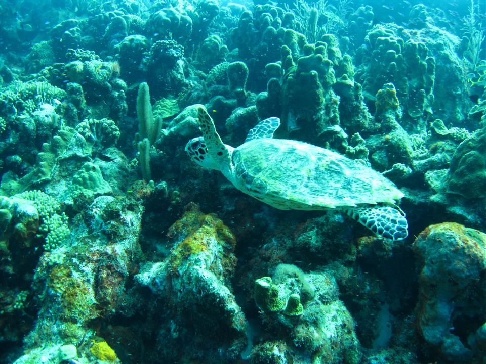 Een zeeschildpad zwemt op een koraalrif