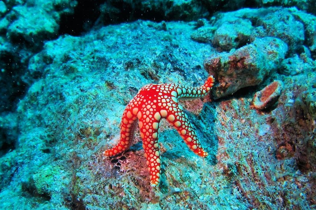 Een rode zeester zwemt in de oceaan op een rotsachtig koraalrif.