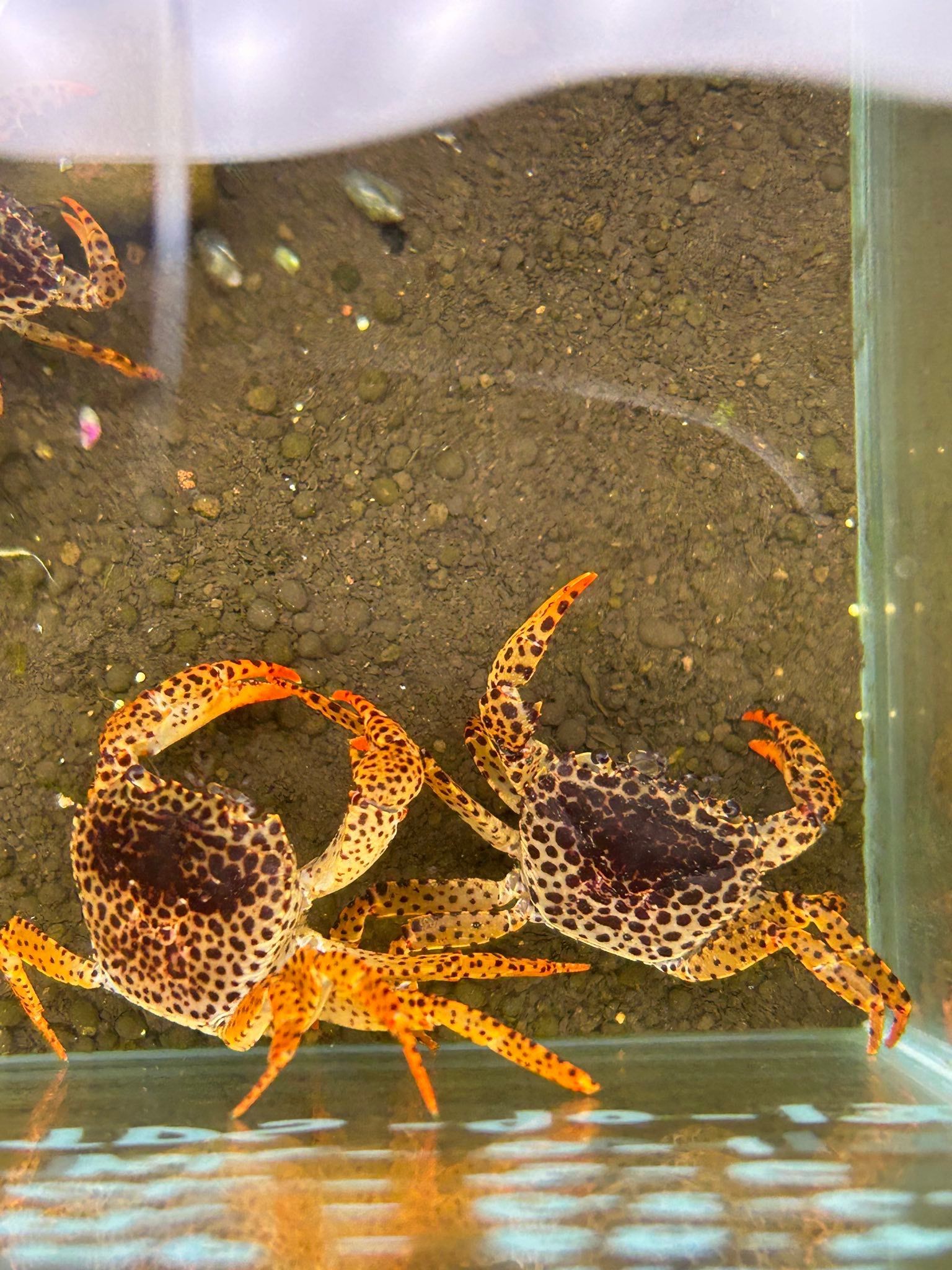 Two orange-and-black spotted fish swimming in an aquarium tank with gravel bottom