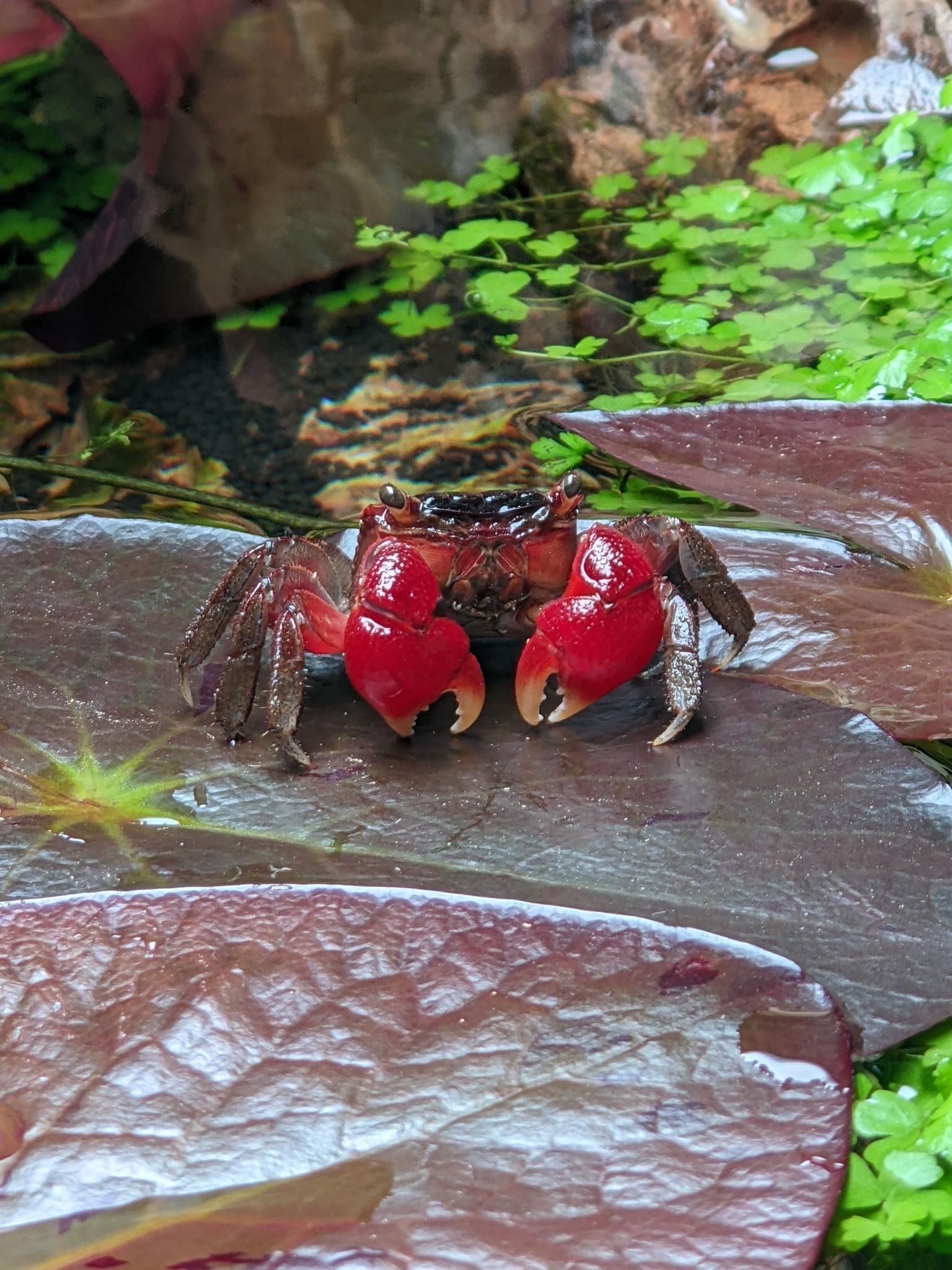 Red crab on wet rocks near water, with bright green plants in the background