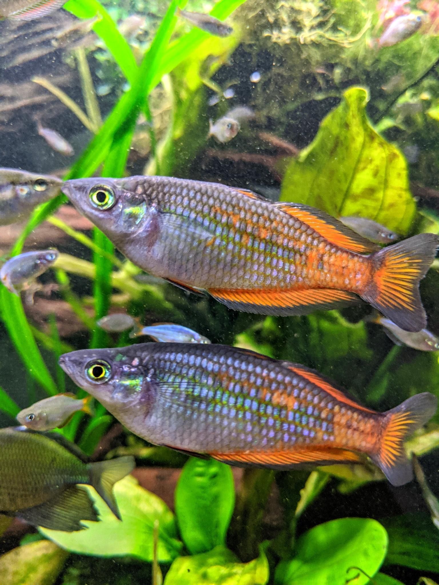 Two iridescent rainbowfish swimming among green aquarium plants