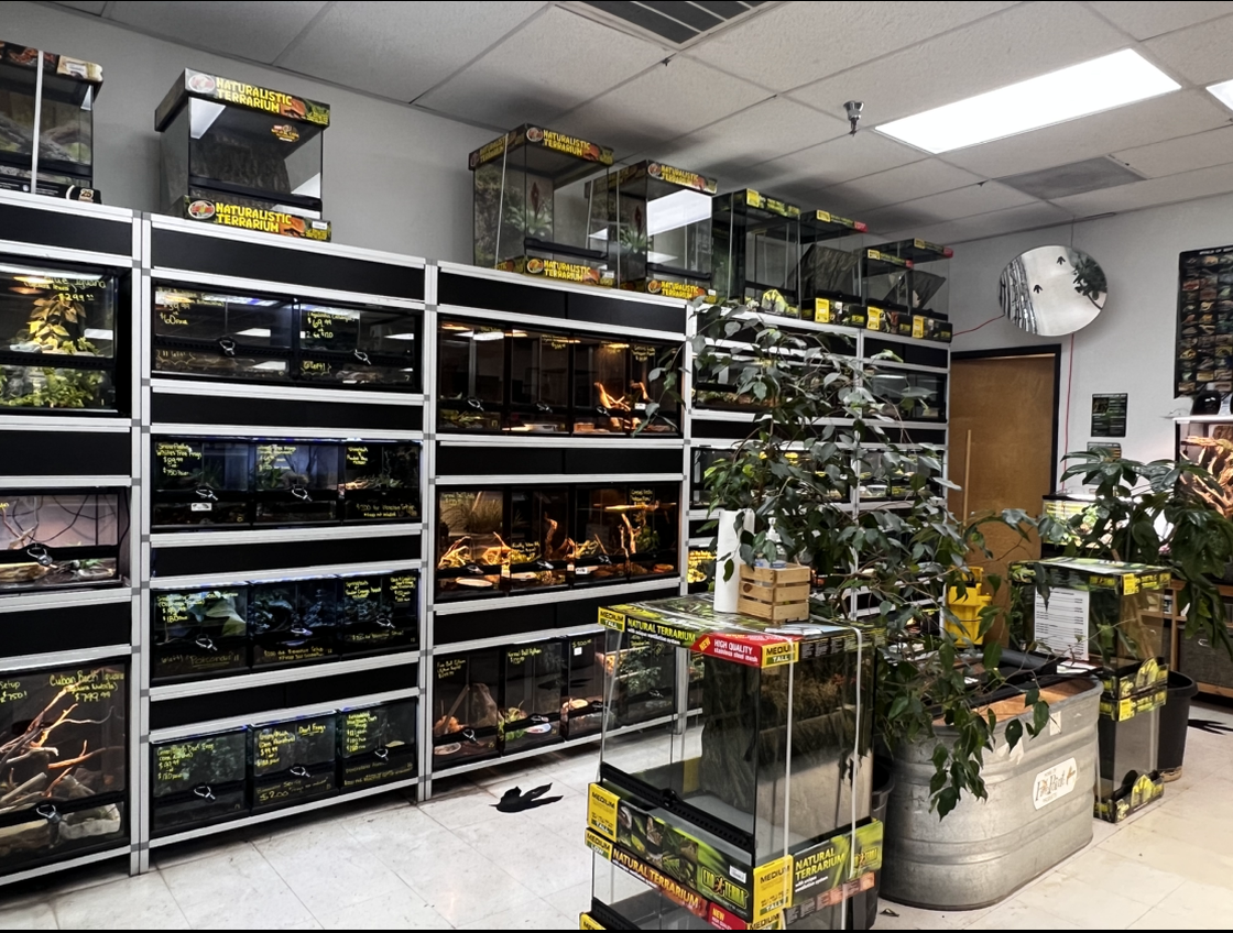 Plant nursery aisle with stacked shelves of potted plants and a small decorated tree display