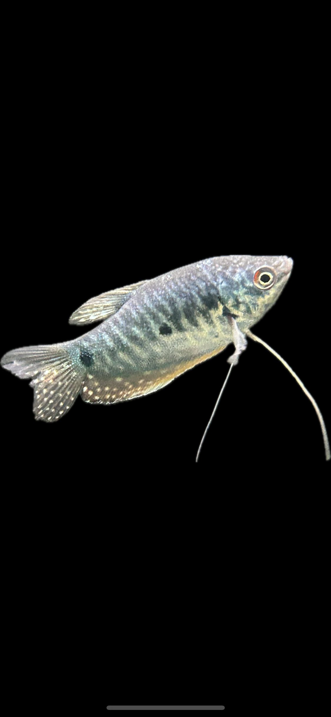 Silver-blue fish with long whisker-like fins on a black background