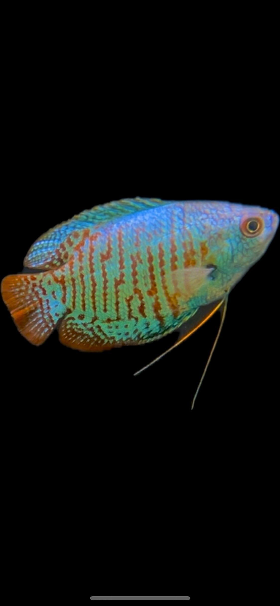 Colorful blue-green fish with orange spots on a black background