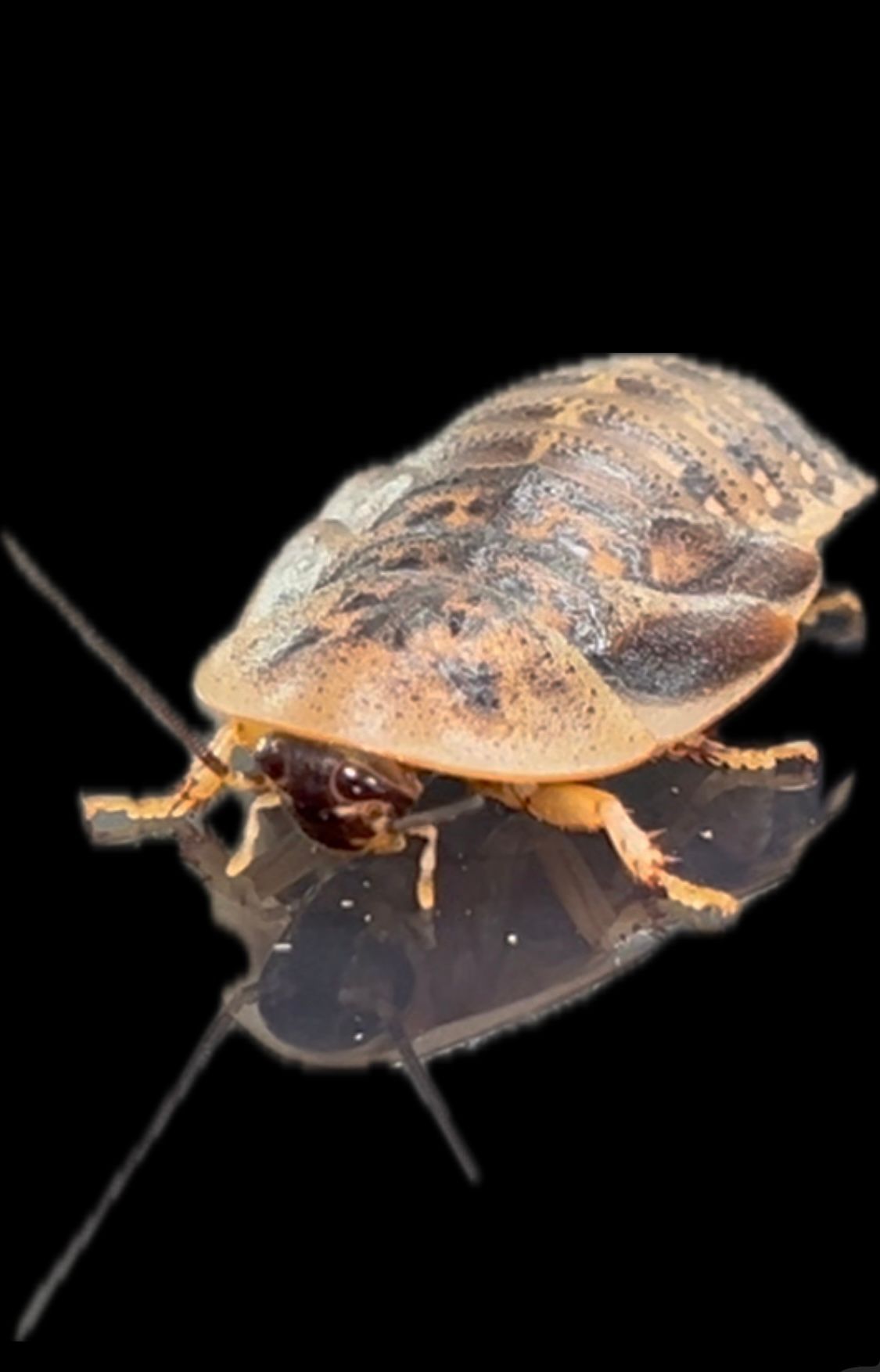 Brown beetle with speckled shell on a black background