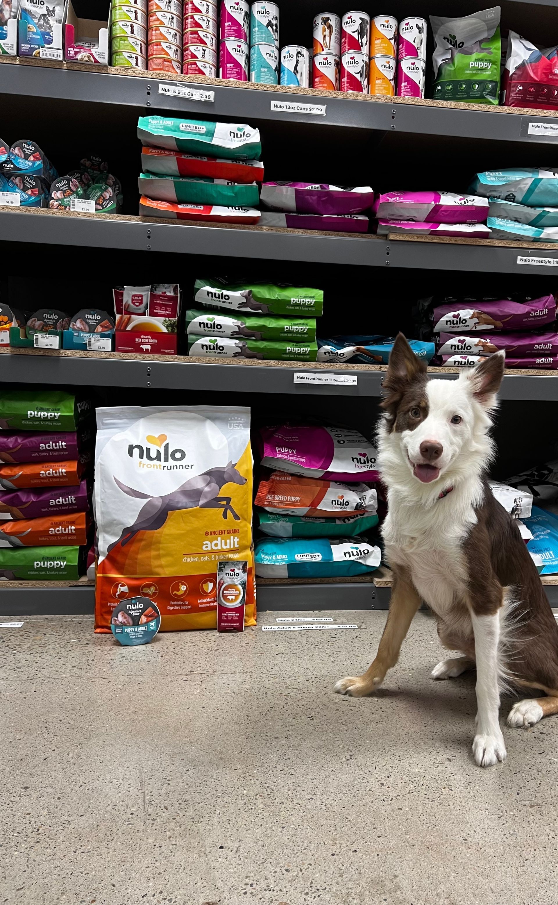 Small brown-and-white dog sitting in a pet store aisle beside a bag of dog food.