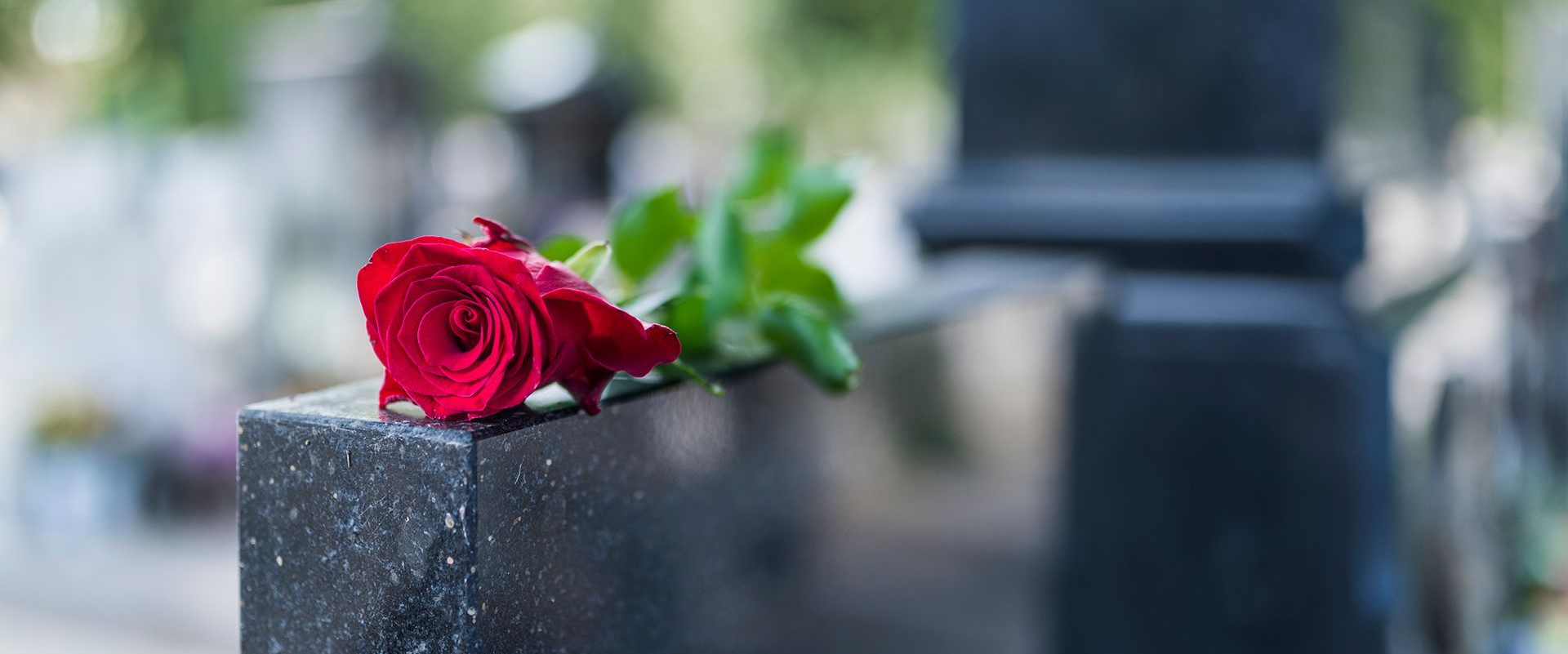 Red rose laid on a granite memorial with blurred greenery in the background
