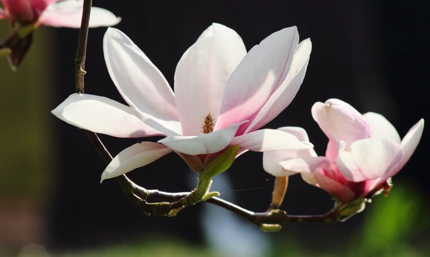 funeral homes in Post Falls, ID