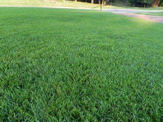 Hand Holding a Grass — Wilmington, NC — Turf Masters Sod Farms