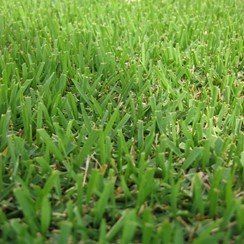 Zenith Zoysia Grass — Wilmington, NC — Turf Masters Sod Farms Zenith Zoysia Grass — Wilmington, NC — Turf Masters Sod Farms