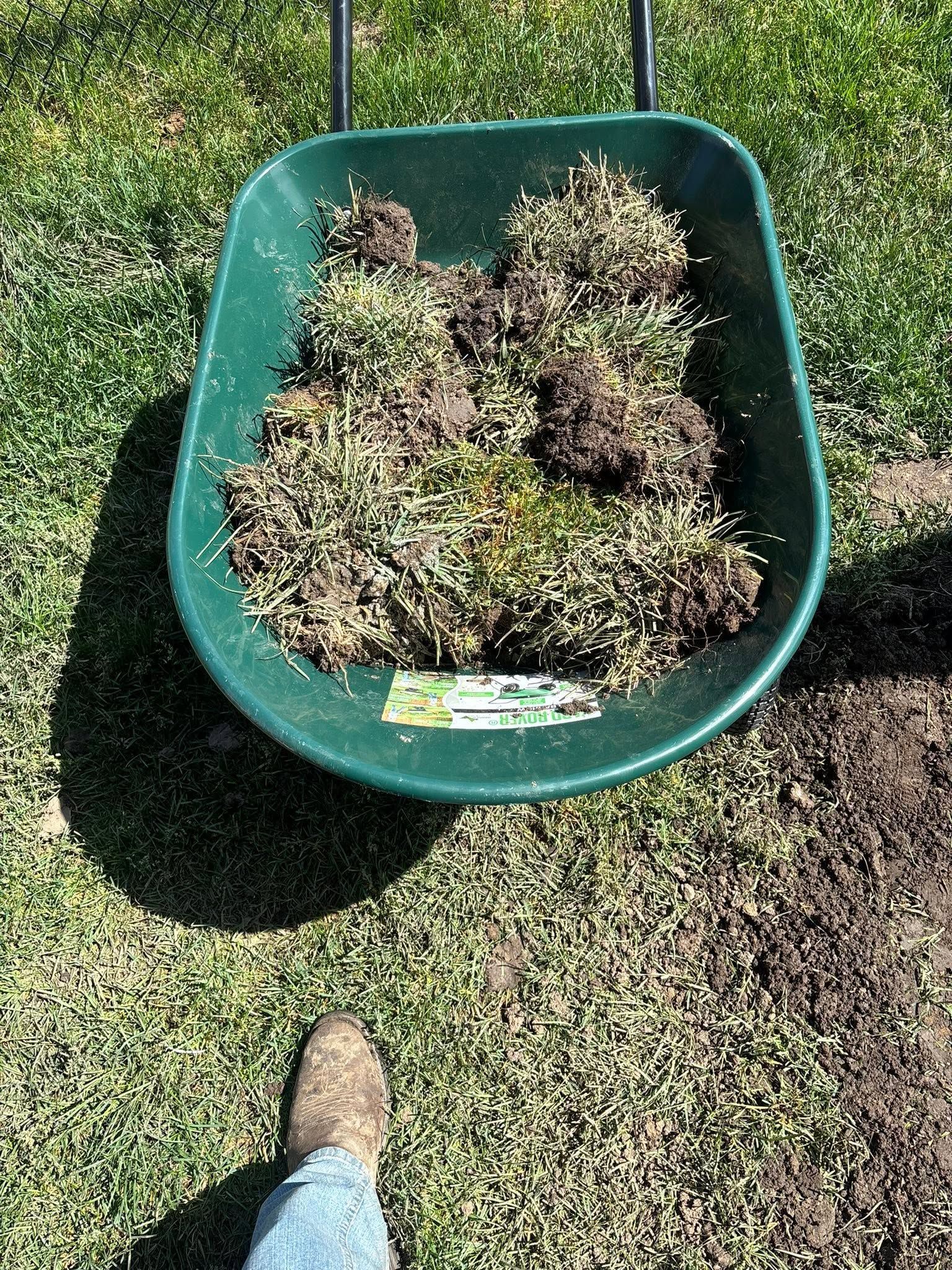 Green wheelbarrow full of clumped grass clippings on a lawn, with a boot at the bottom edge.