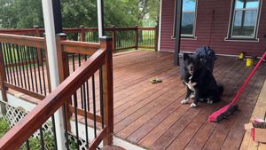 Black-and-white dog sitting on a wooden deck beside a red-brick house, with a broom nearby.