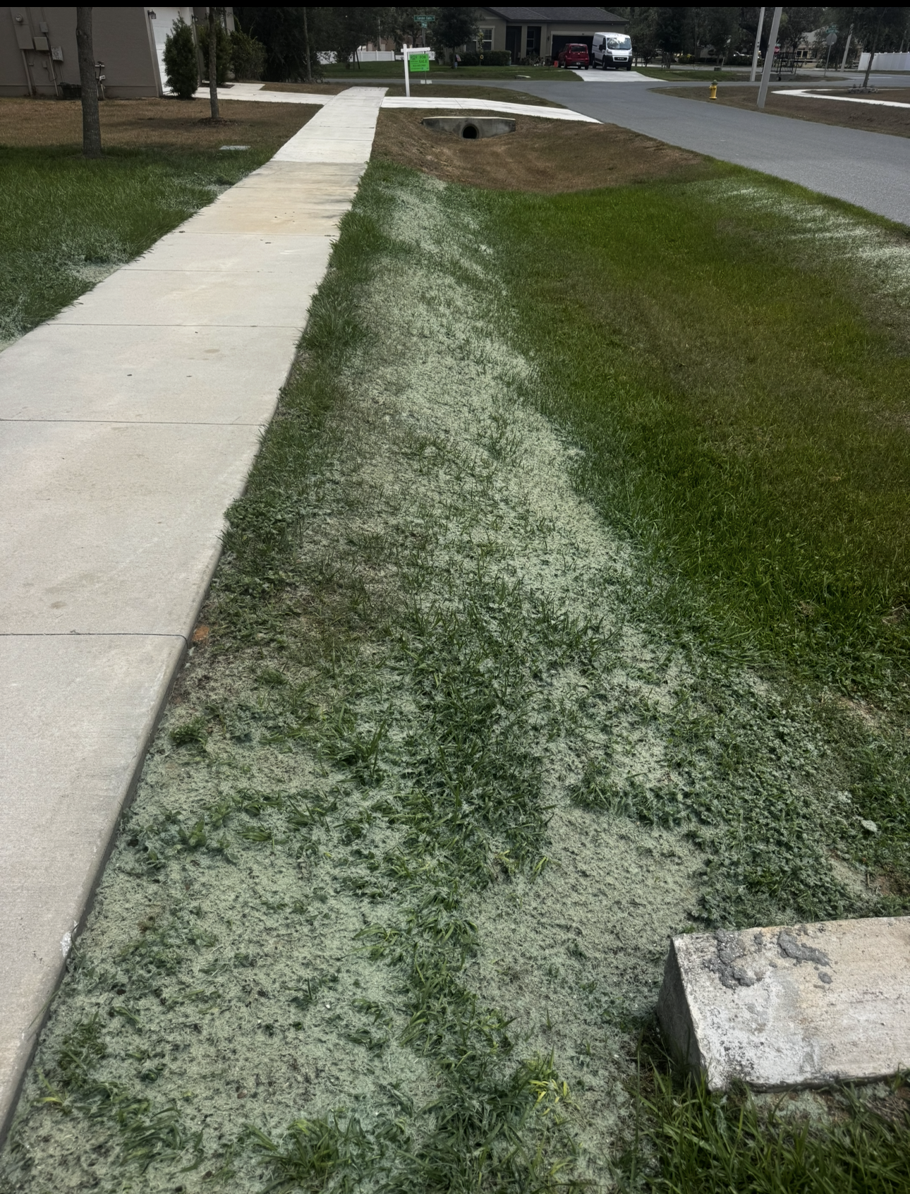 Sidewalk next to a patch of grass with sparse green blades and a white, sandy substance.