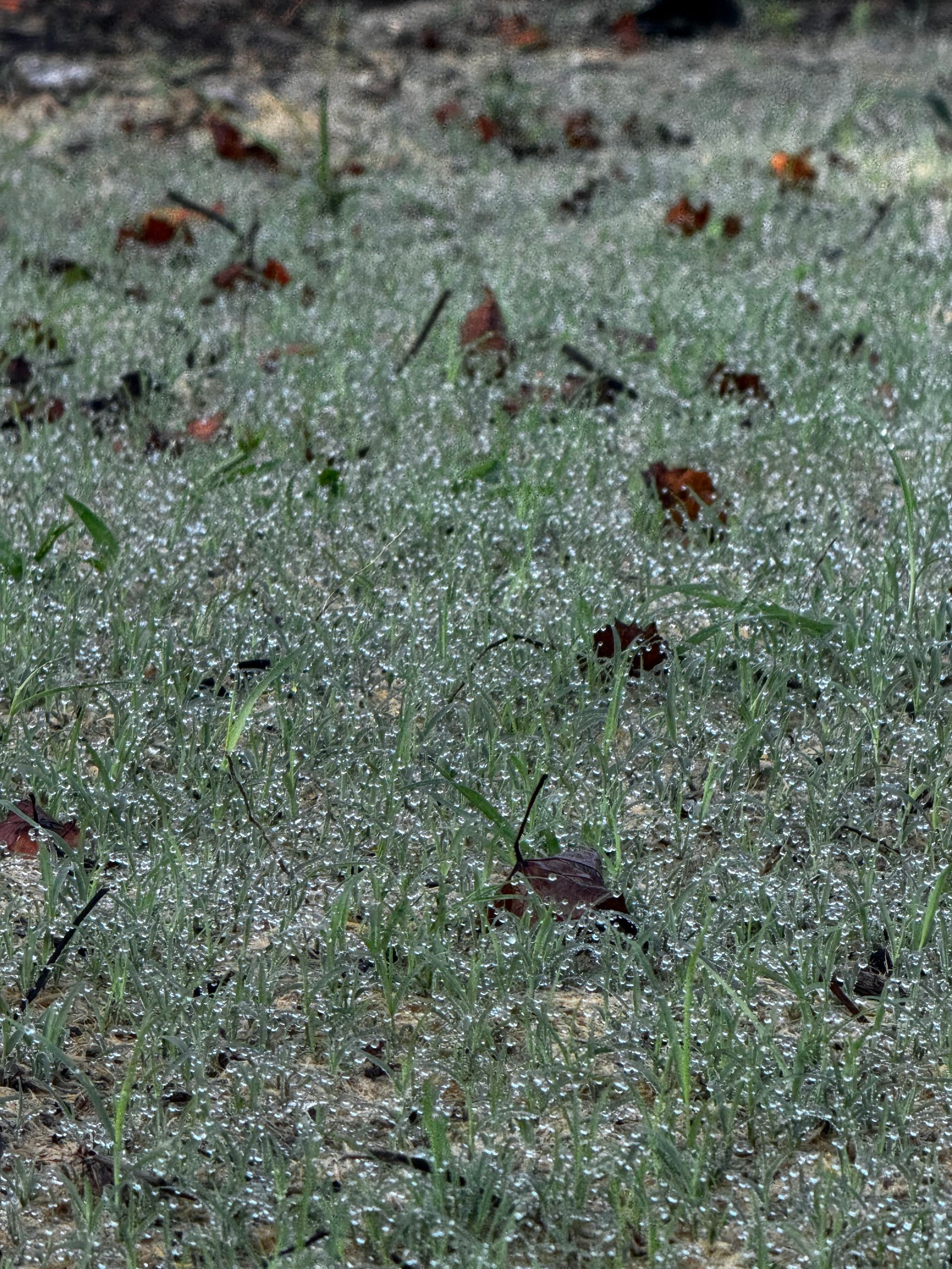 Dew-covered blades of grass with scattered fallen leaves.