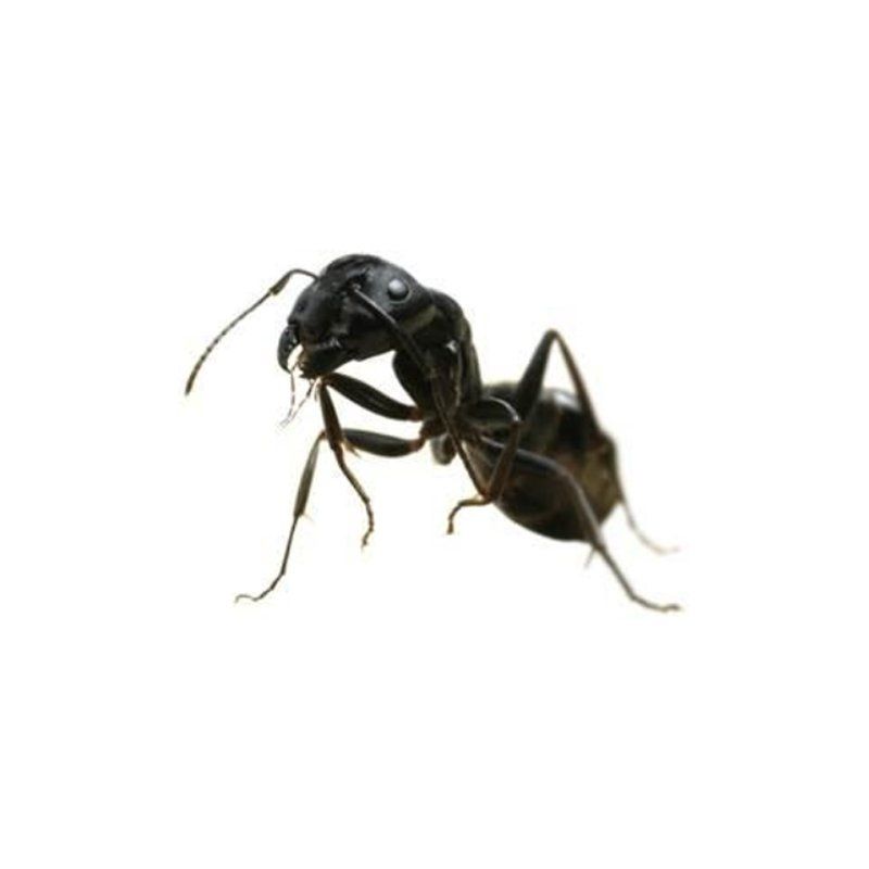 Ants