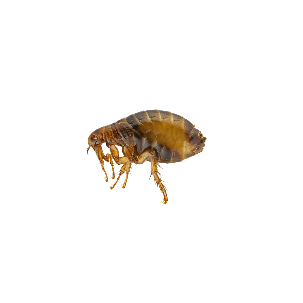 Fleas