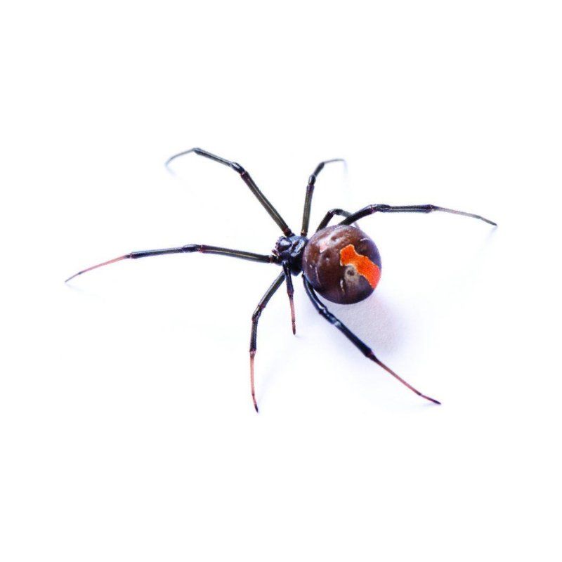 Spiders