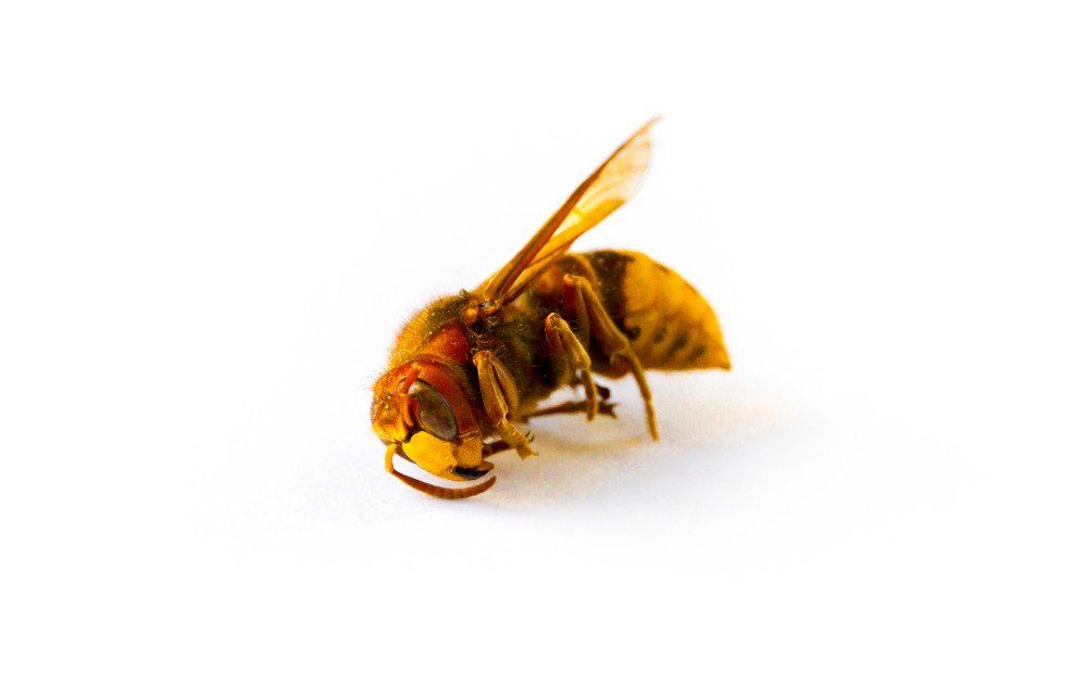 Wasps