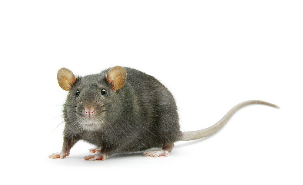 Rodents
